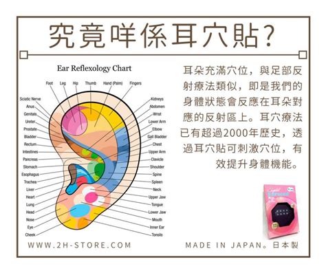 耳穴貼是什麼|認識中醫耳穴貼壓療法